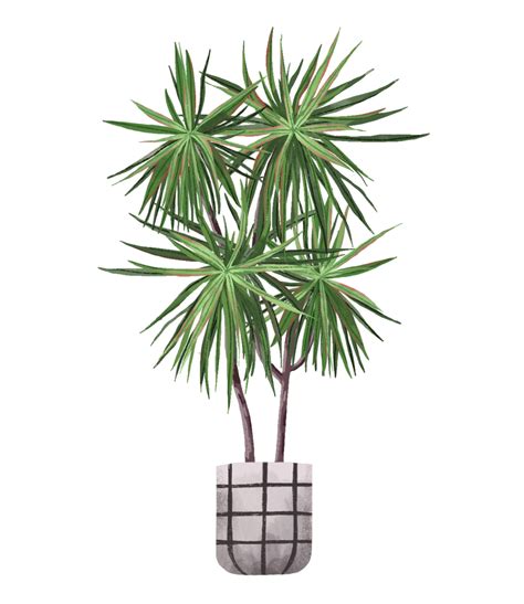 Dracaena Plant Care Guide