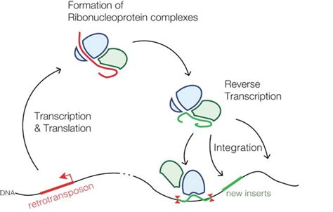 Retrotransposons