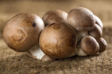 Edible Brown Mushrooms Stock Photo By Sebastianstudio Photodune