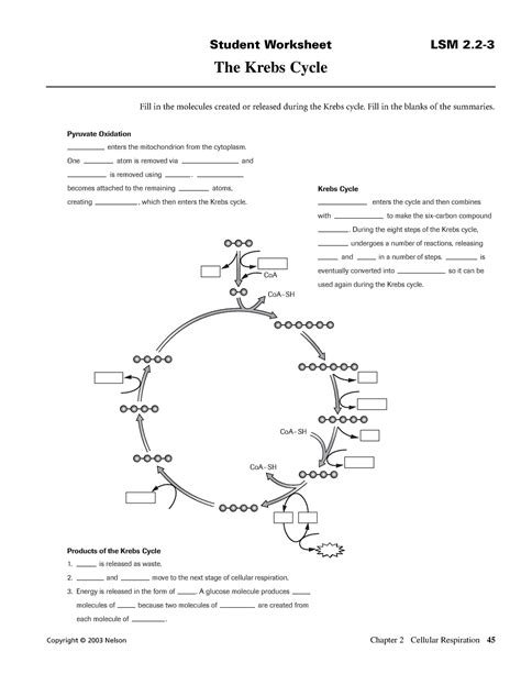 Citric Acid Cycle Quiz Worksheets Library