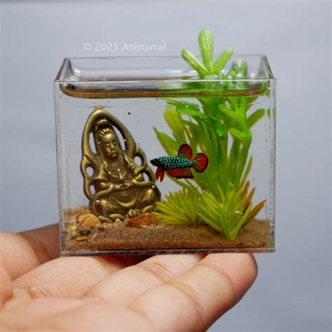 Miniature Betta With Brass Statue In The Tank Etsy