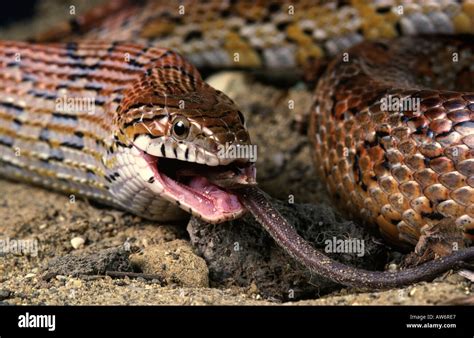 Corn Snake-Elaphe guttata. Adult swallowing mouse Stock Photo - Alamy