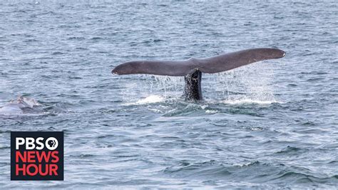 Conservationists Fight To Save Northern Atlantic Right Whales From