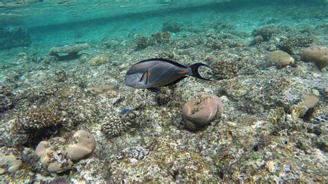 Sohal Tang Surgeonfish From Red Sea Swimming Stock Image Image Of