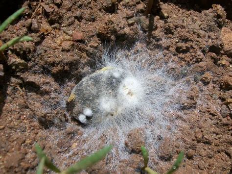 What Is That White Mold On Plant Soil And How To Get Rid Of It Will It