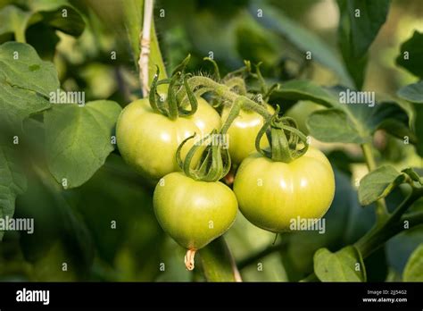 Las Plantas De Tomate En Invernadero Plantaci N De Tomates Verdes La