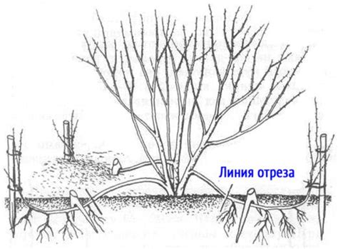 Spirea Billard 39 снимки описание на Spiraea billardii засаждане и