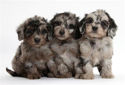 Daxiedoodle Poodle X Dachshund Puppies By Mark Taylor In 2021 Cute