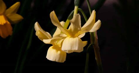 How to grow Miniature Daffodils | Nurseries Online