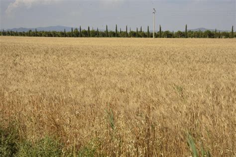 CASTELFORTE MINTURNO S COSMA E DAMIANO SESSA A Piaga