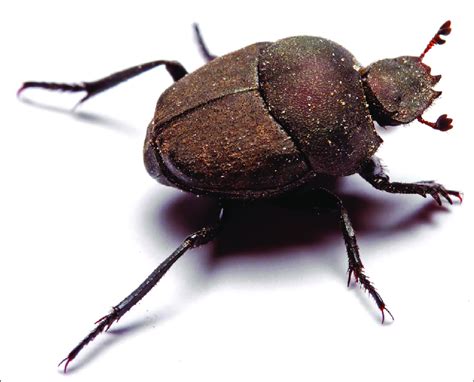 Melanocanthon Bispinatus The Most Abundantly Trapped Dung Beetle In