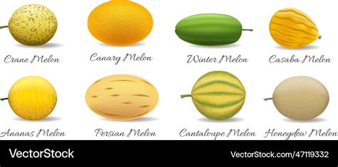 Melon Varieties Royalty Free Vector Image Vectorstock