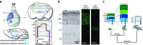 Areal And Laminar Organization Of The Neocortex A Schematic