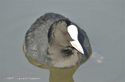 Fulica atra Linnaeus 1758 Foulque macroule Présentation