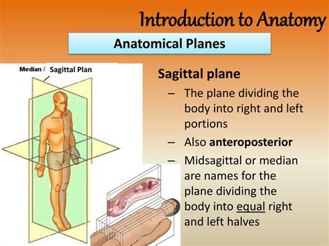 Ppt Anatomical Position Powerpoint Presentation Free Download Id