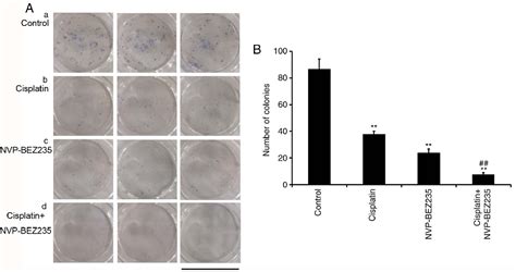 Figure 3 From Synergistic Antitumor Effect Of Dual PI3K And MTOR