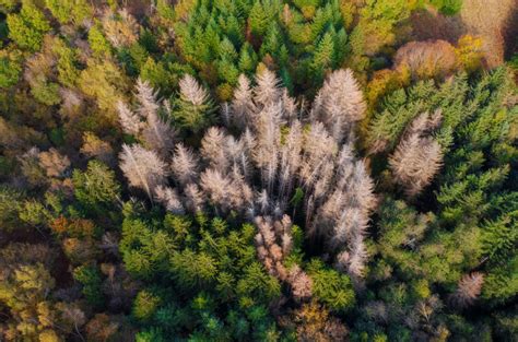 Una Task Force Per Difendere Dal Bostrico Le Foreste Del Trentino