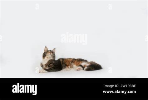 Brown Tortie Blotched Tabby And White Maine Coon Domestic Cat Female