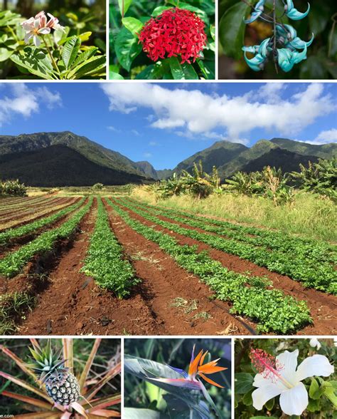 Maui Farm Tours | Photos & Local Tips for farm tours in Maui