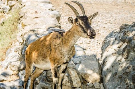 Von Heraklion Ganzt Giger Ausflug Zur Samaria Schlucht Getyourguide