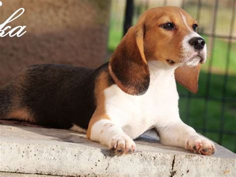 Chiots Beagle Lof Vendre Petite Annonce Chien