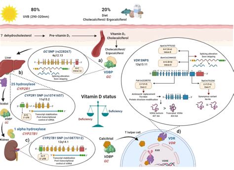 Vitamin D Metabolism Gene Polymorphisms Encyclopedia Mdpi