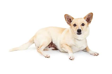 Corgi Chihuahua Mix What You Need To Know K9 Web