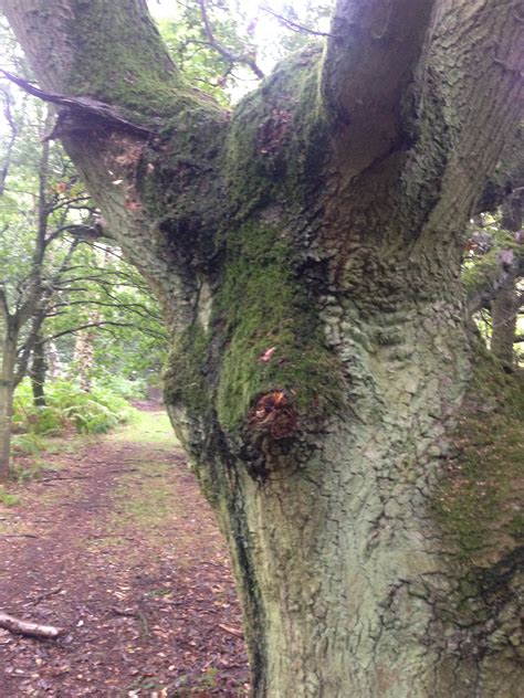 The Horny Tree Faery Ventures