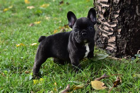 Chiots Bouledogues Français Lof Uncompagnonfr