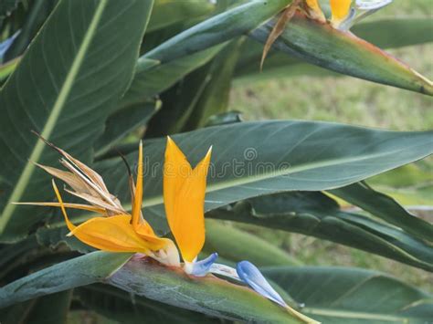 Bird Of Paradise Crane Flower Strelitzia Reginae In A Nature Garden