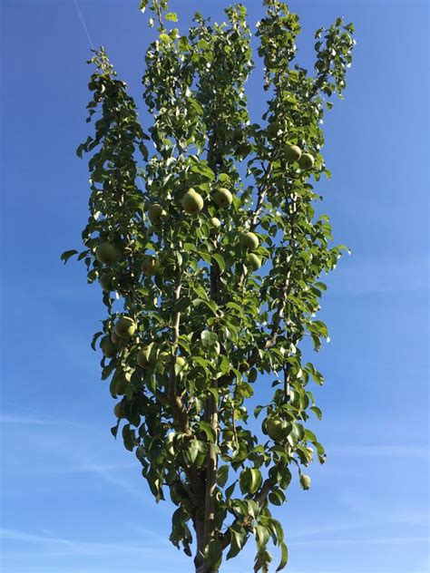 Birne Spiess Baumschule Gartengestaltung Wahlsburg