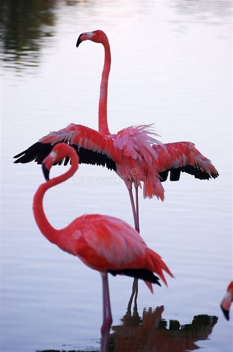 Flamingos on the lake stock image. Image of white, flamingo - 135102603