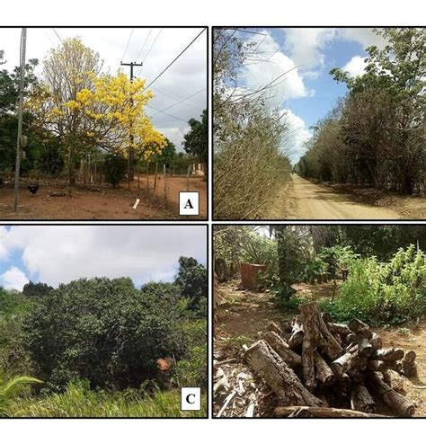 Panorama Dos Quintais Agroflorestais A Cerca Viva B Agrofloresta