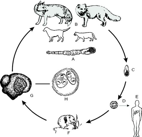 Figure 1 From Measuring The Potential Spread Of Echinococcus Multilocularis In The United