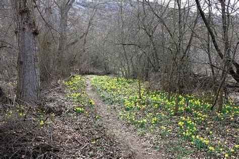 Los Narcisos Ya Ti En De Amarillo El Suelo Del Ca N Del R O Talegones