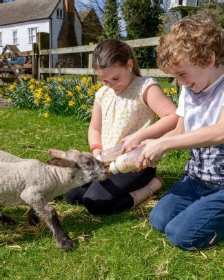 Plenty of fun on the farm as Standalone reopens its doors | Letchworth