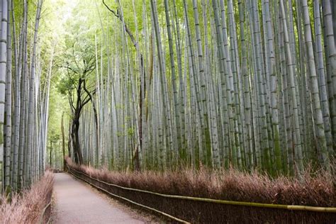 Tenryu Ji Temple Kyoto Tickets Tours