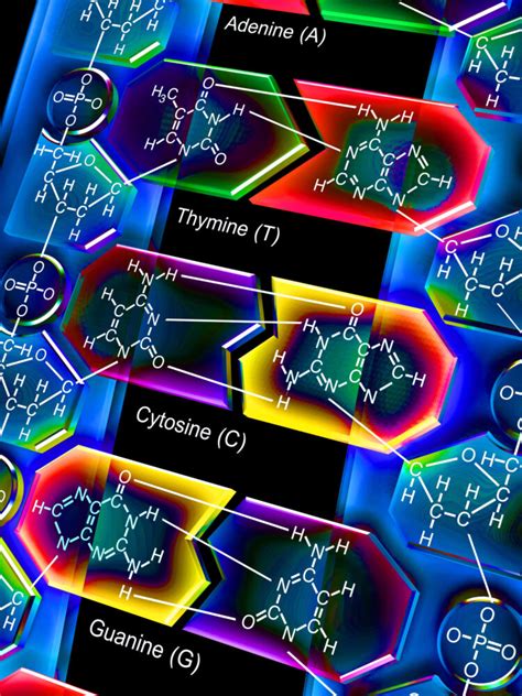 Four DNA bases good, six better - Cosmos Magazine