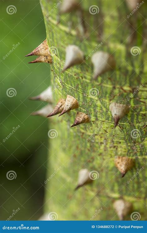 The Nature Of The Thorn Bombax Ceiba Sharp Stock Photo Image Of