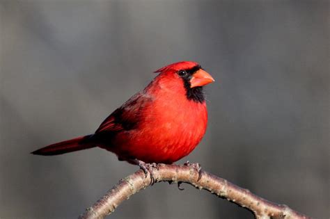 Learn The Songs Of These Common Backyard Birds In West Virginia