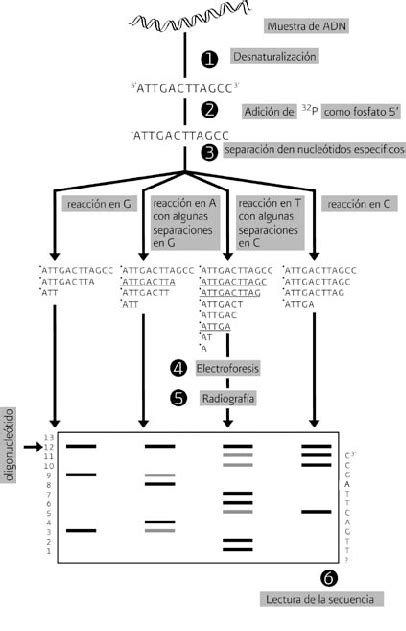 Secuenciaci N Qu Mica De Maxam Gilbert El Fragmento De Adn Que Se