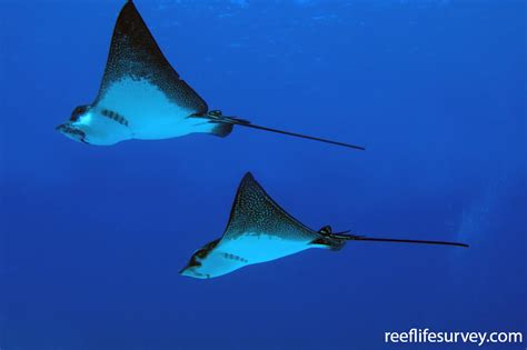 Aetobatus Ocellatus Whitespotted Eagle Ray ReefLifeSurvey