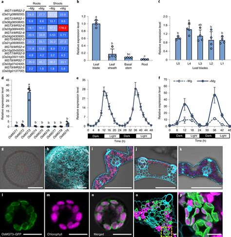 Gene Expression Pattern And Protein Localization Of OsMGT3 A Heatmap