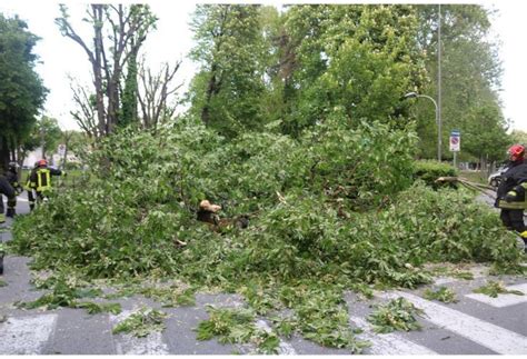 Forti raffiche di vento e caduta di alberi in città