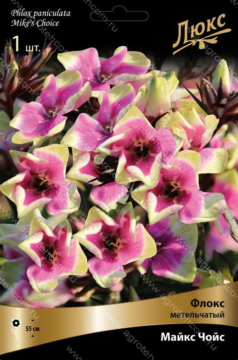 Флокс Майкс Чойс - Флоксы - Многолетники - Растения - Интернет-магазин ...