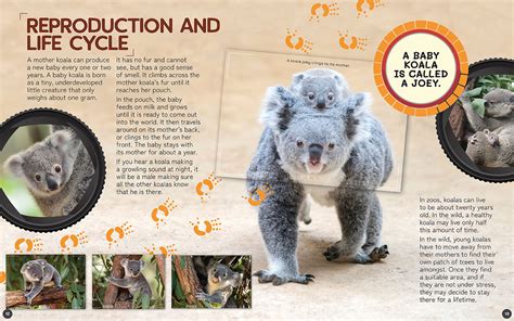 Koala By John Lesley Redback Publishing Australia