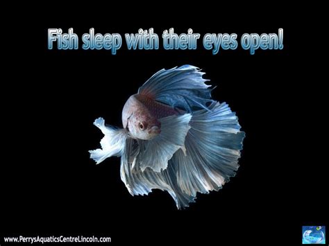 Fish Sleep But Their Eyes Still Open