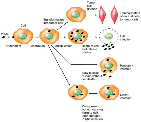 Childhood Dirt Exposure, Latent Viruses and Immunity - Prachodayat