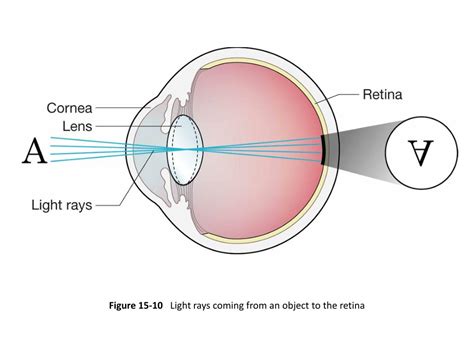 Ppt Ophthalmology Powerpoint Presentation Free Download Id1419545