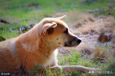 純種的中華田園犬應該是什麼樣的？中國本土田園犬當自強 每日頭條